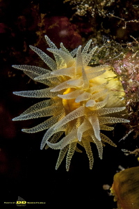 A yellow Mediterranean jewel (Leptopsammia pruvoti) by Marco Faimali (ismar-Cnr) 